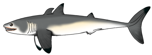 Cladoselache fyleri render