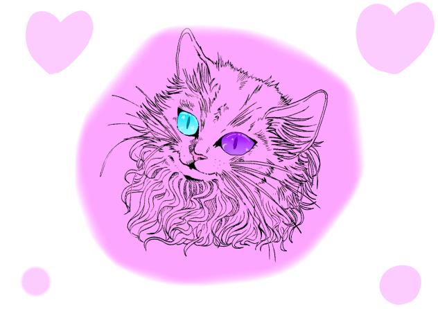 猫