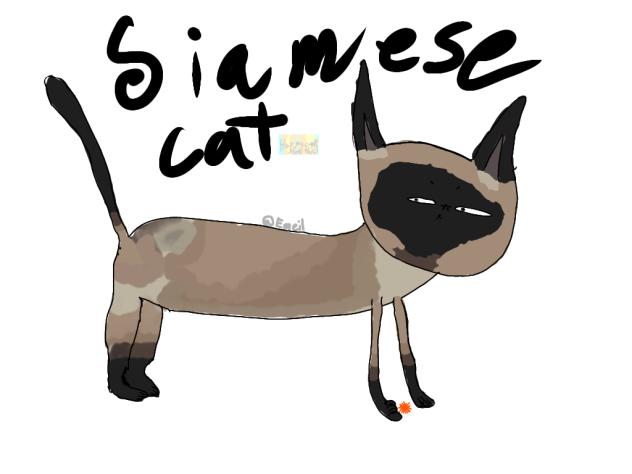 Cat #4