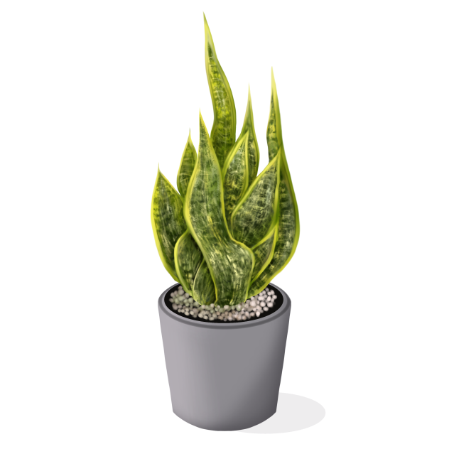 Sansevieria plant