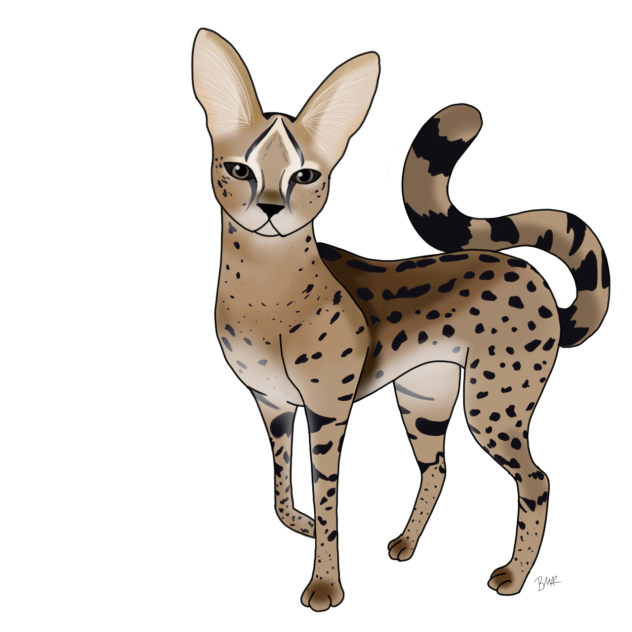 Serval
