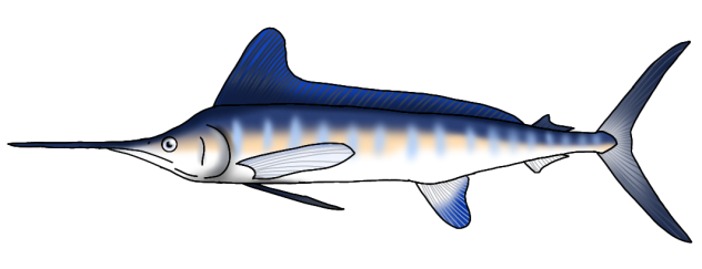 White Marlin render