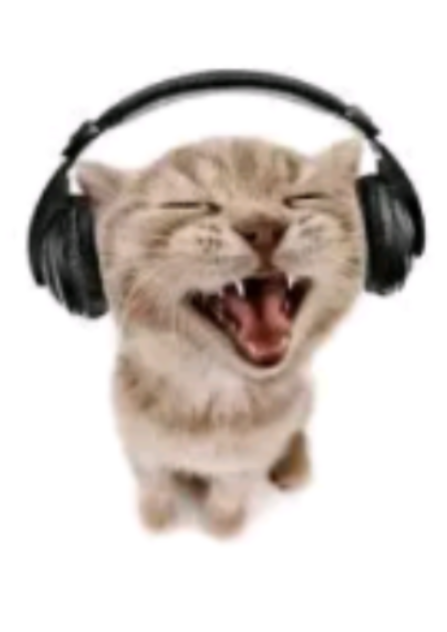 Funny headphones cat