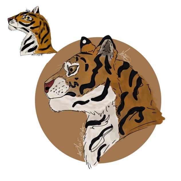 tiger (redraw)