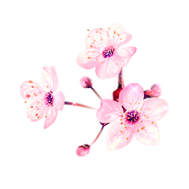Cherry Blossoms