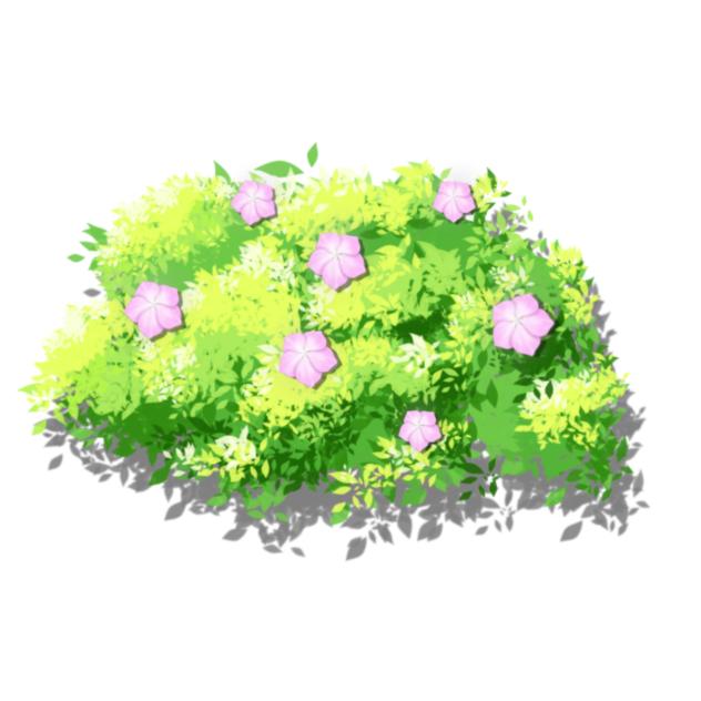 Hedge plant with flower pink