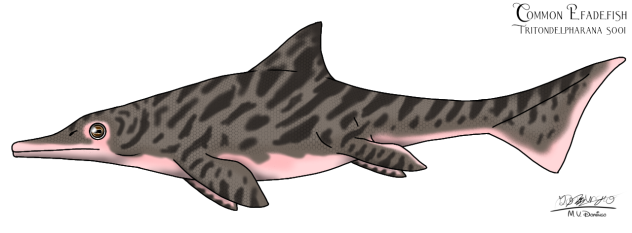 Common Efadefish (2023)