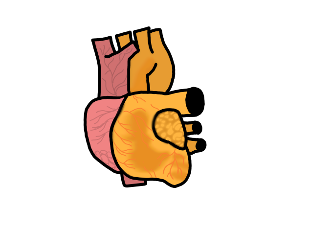 Heart