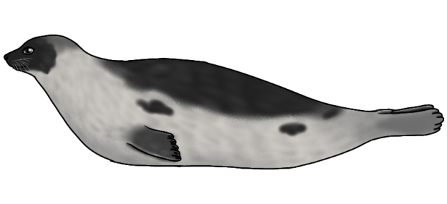 Harp Seal render