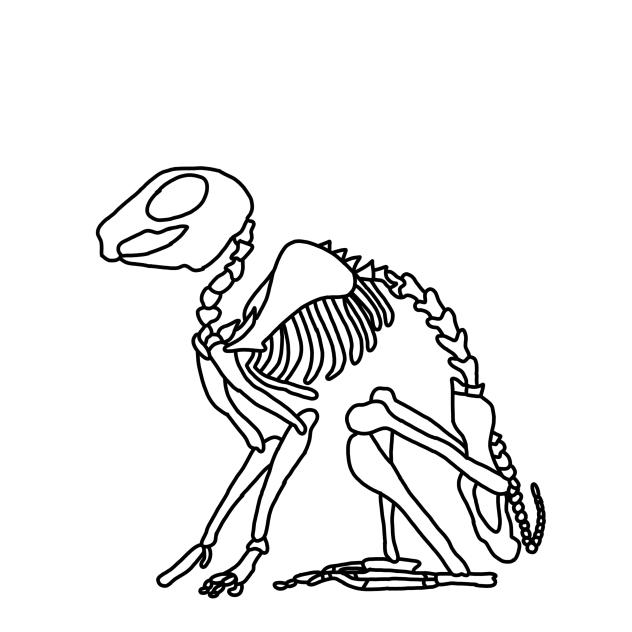 Rabbit Skeleton