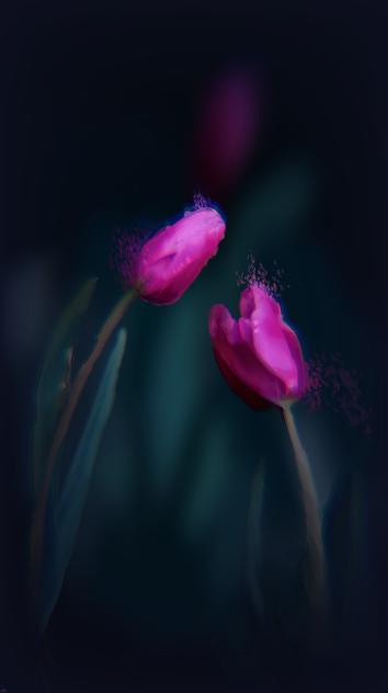 tulipa gesneriana