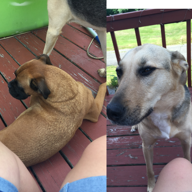my dads puppies