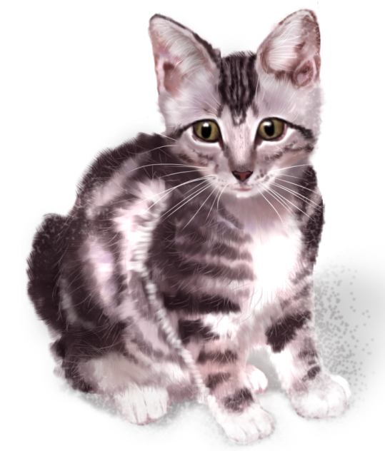 アメショ  子猫
