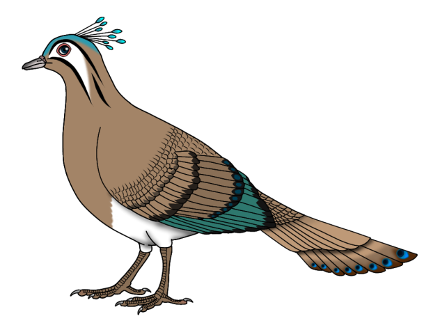 Princess Margarette's Peacock-dove f2