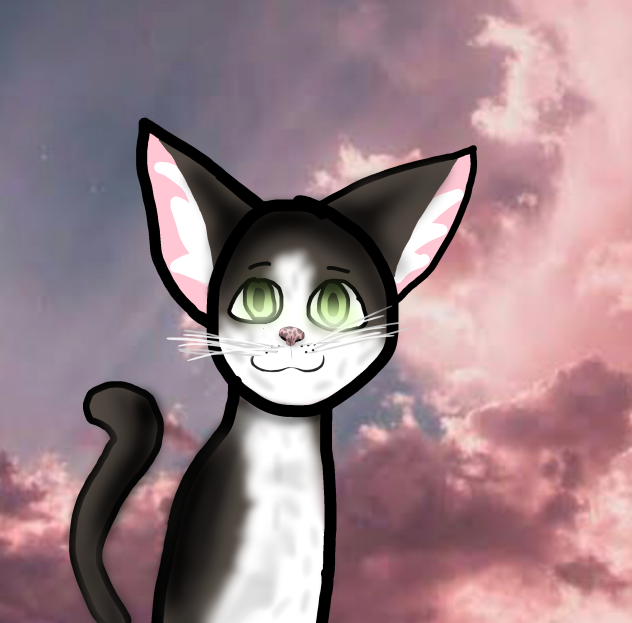 My cat jack