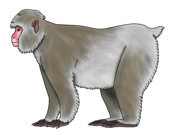 Japanese Macaque refix render