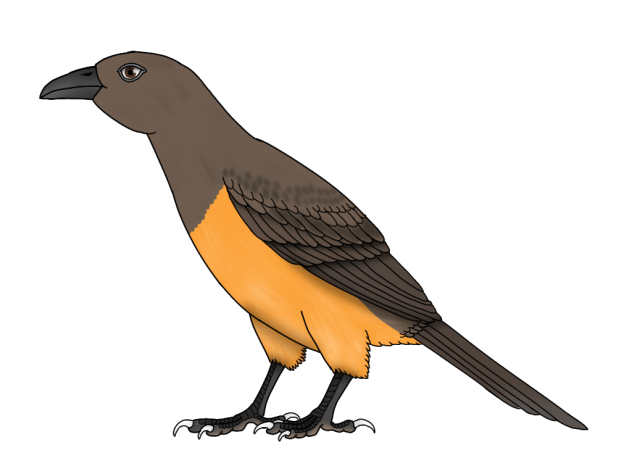 Raja Ampat Pitohui2