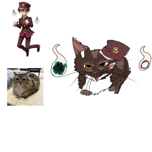 Hanako cat