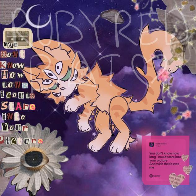 Space kitty