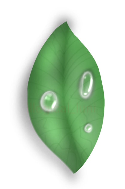 Leaf