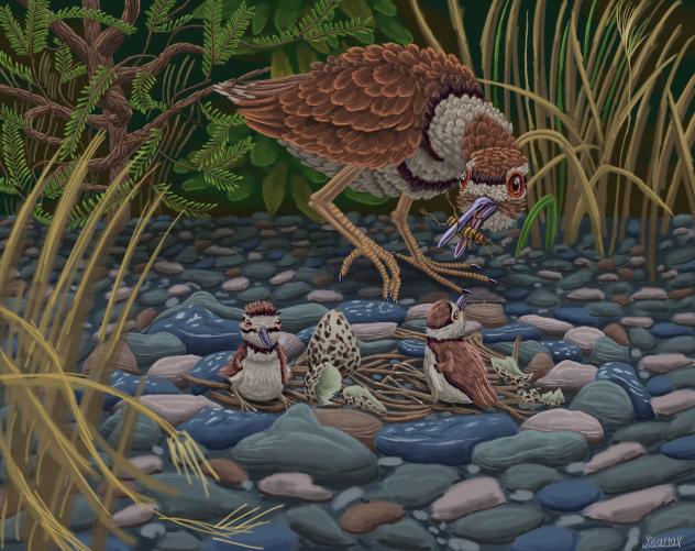 Killerdeer Nest (Charadrius vociferus)