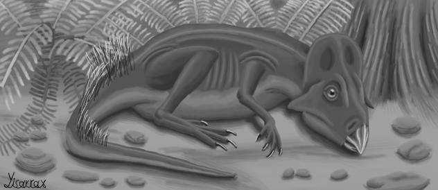 Microceratus Gobiensis  (Lv1)