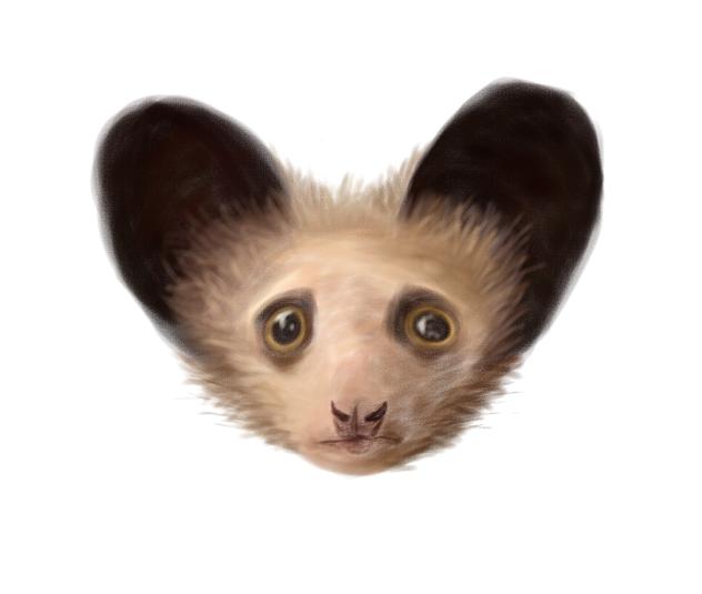 Baby Aye-aye !!!