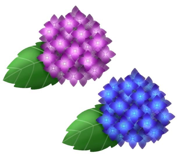 紫陽花