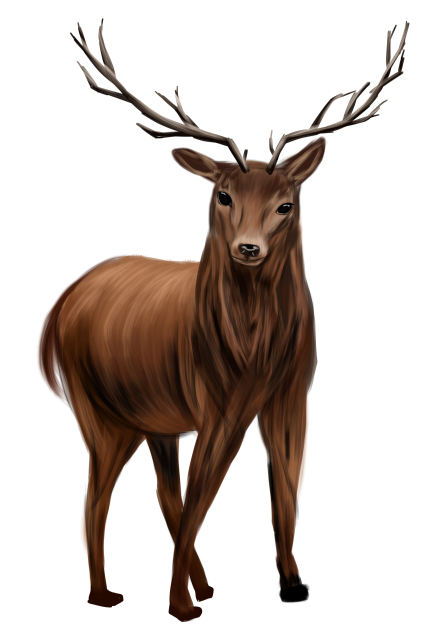 red deer - ibisPaint