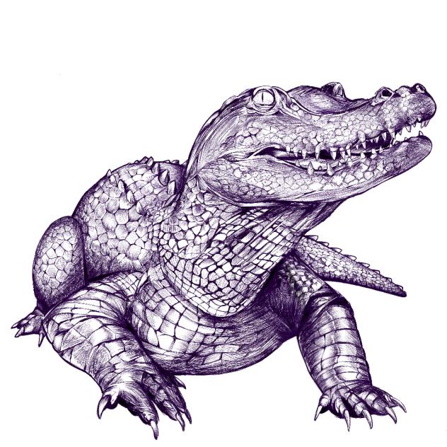 crocodile