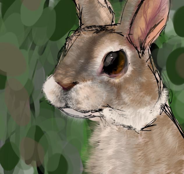 Rabbit - ibisPaint