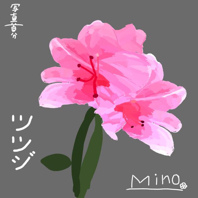 ツツジ🌺
