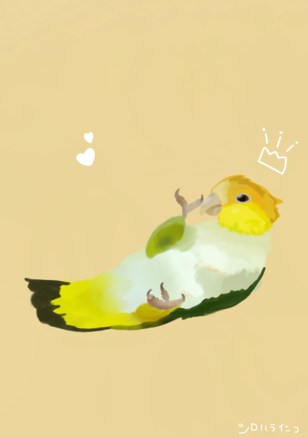 シロハラインコ！