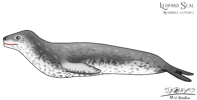 Leopard Seal