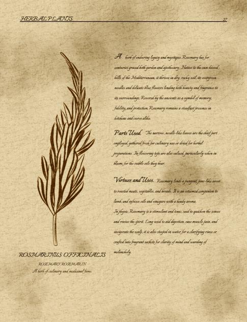 Herbs Series Rosemary