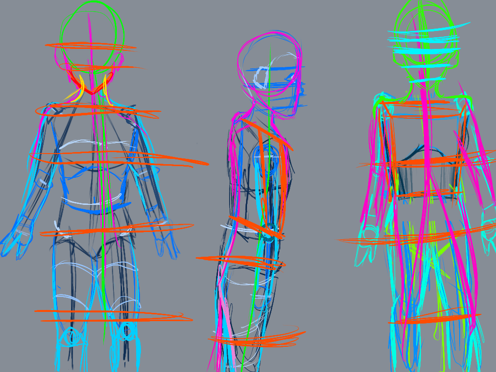 anatomy - ibisPaint