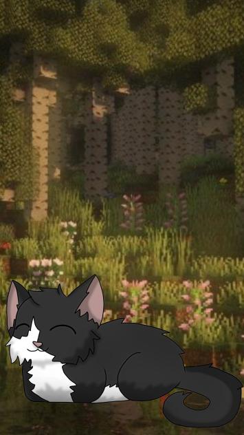 The cat