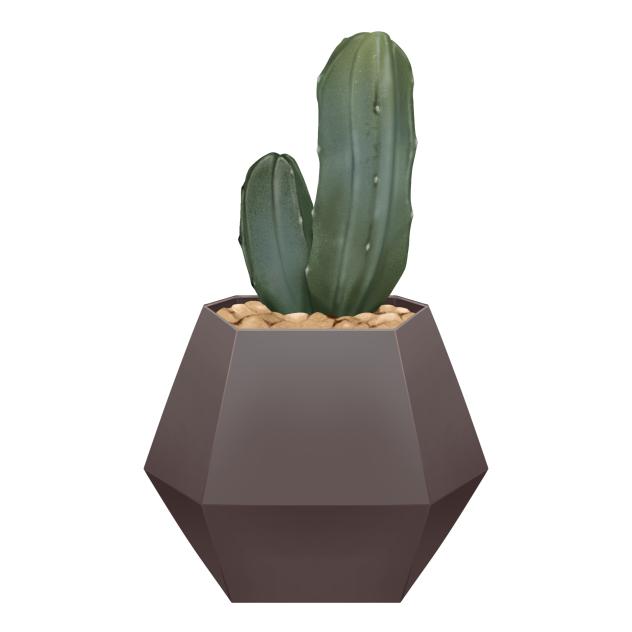 cactus pot 2