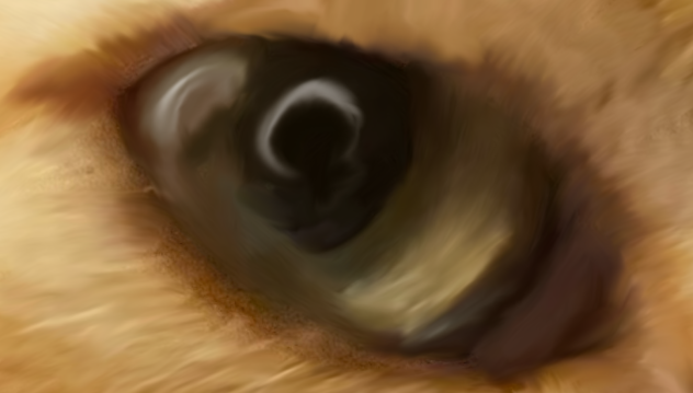 Eye of cat