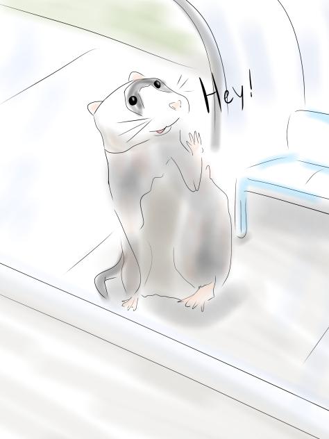Ferret at bus stop