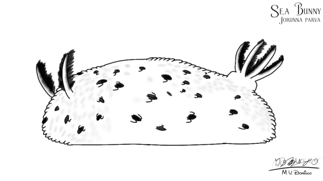 Sea Bunny