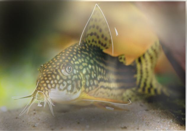 edit sterba corydoras