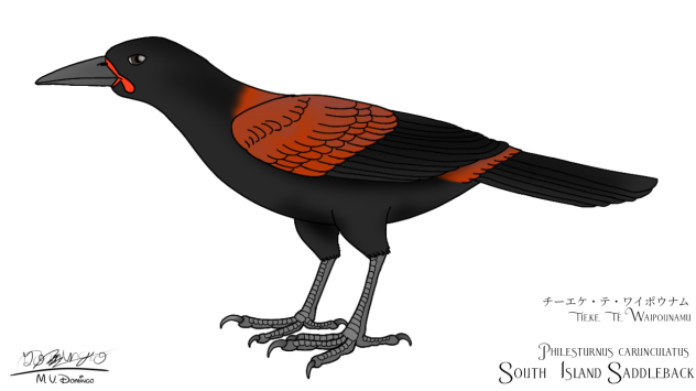 South Island Saddleback