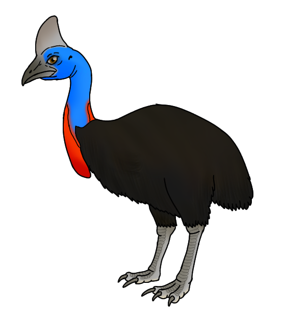 Southern Cassowary
