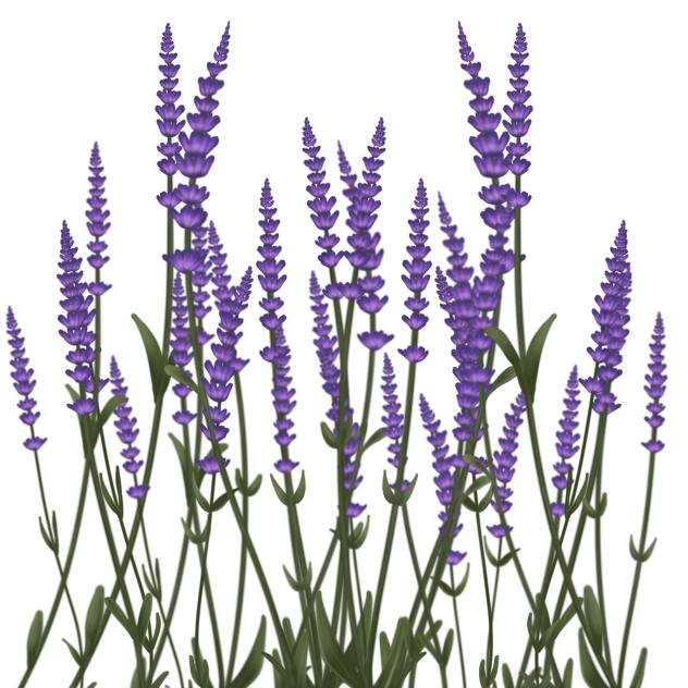 lavender