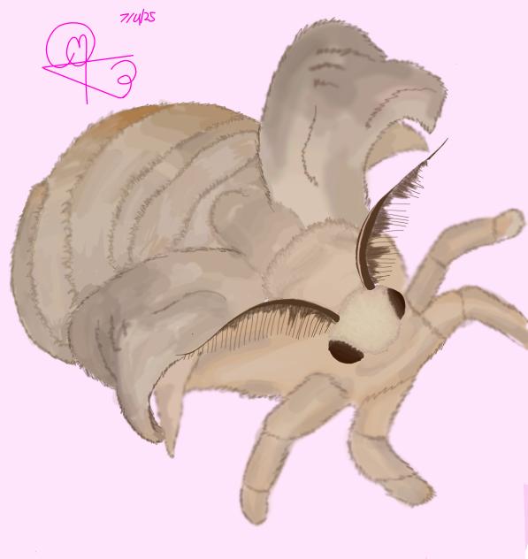 domestic silk moth - ibisPaint