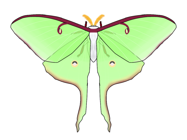 Luna Moth