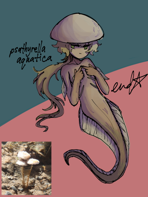 funguary; psathyrella aquatica