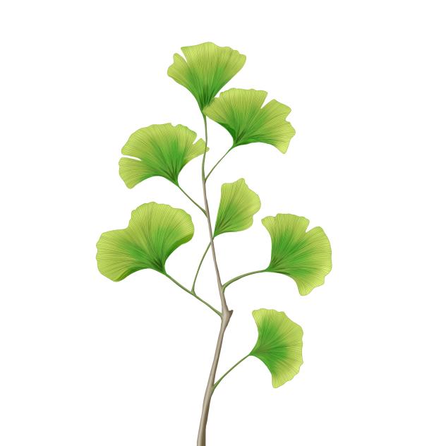 Ginkgo4