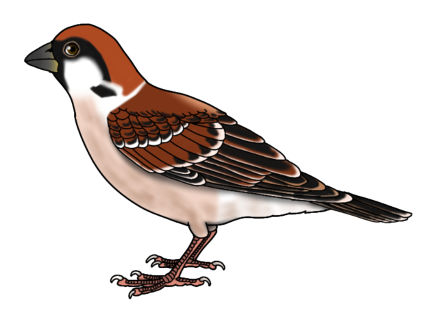 Eurasian Tree Sparrow male render